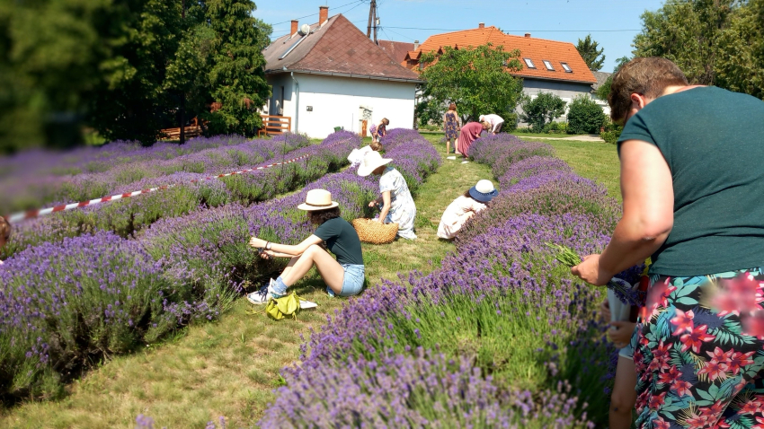 Levendulaszüret
