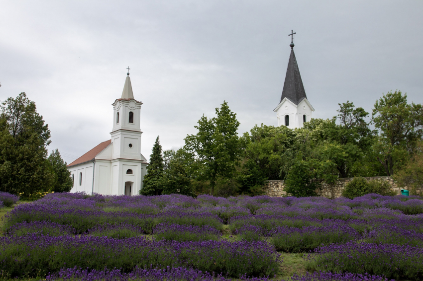 Levendulaszüret és frissítő zeneterápia