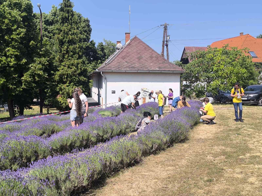 Levendulaszüret