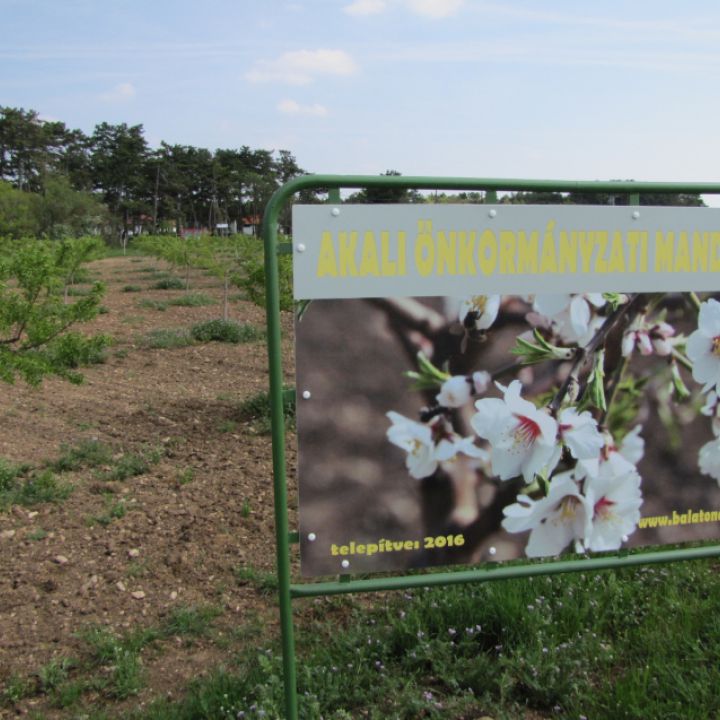 Büszkeségünk: az akali mandula