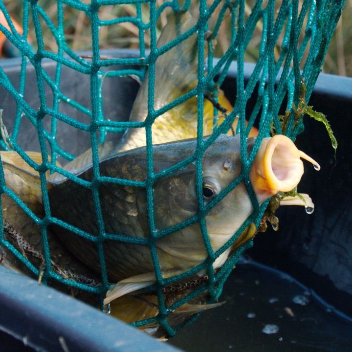 Pontyfogó horgászverseny